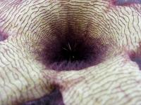 Thumbnail of 1822_Stapelia gigantea_20150526_02(1).JPG